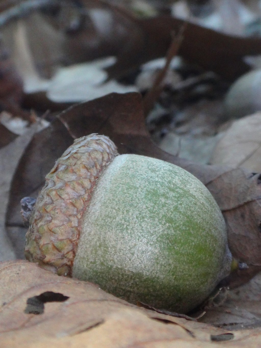 2. Red Oak Tree&nbsp;Group