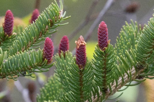 3. Spruce (Picea) Tree&nbsp;Group.