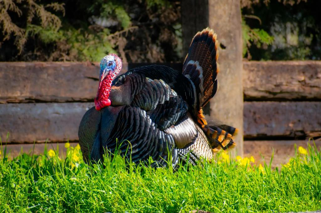 Spring Turkey Season – lessons&nbsp;learned